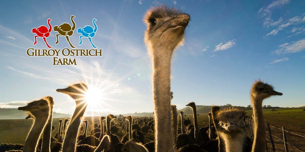 Ostrich farm gilroy coupon