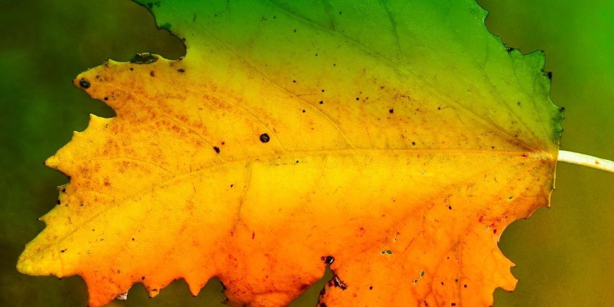 Event image for Vivaldi's Four Seasons