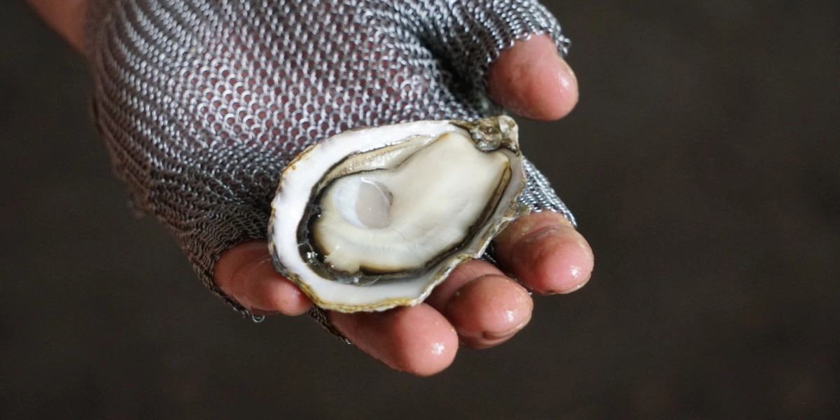 Event image for BC Oysters MasterClass