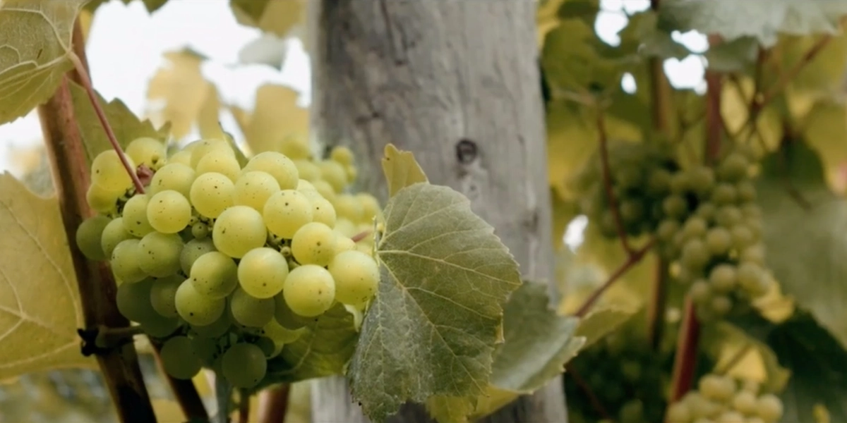 Event image for Terroir meets Merroir at 40 Knots Winery