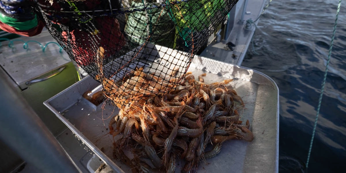 Event image for Prawn to Be Wild! MasterClass