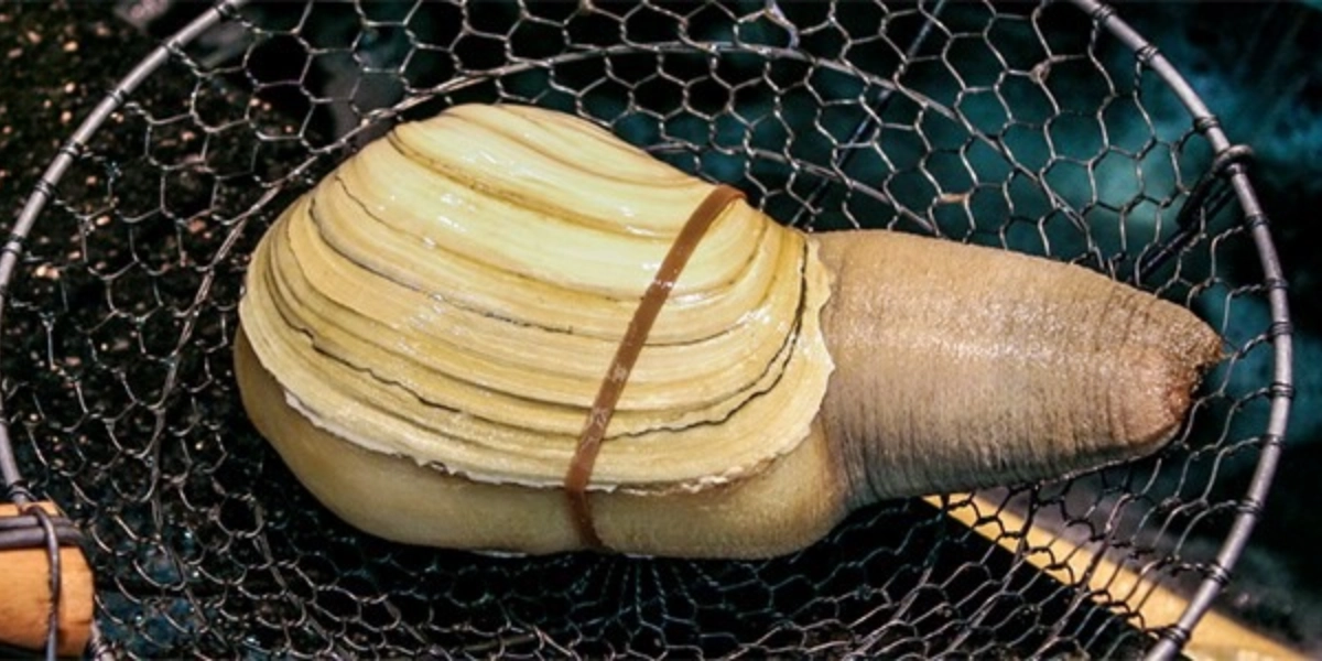 Event image for Dig Deep - The Geoduck, Wine & Sampling MasterClass