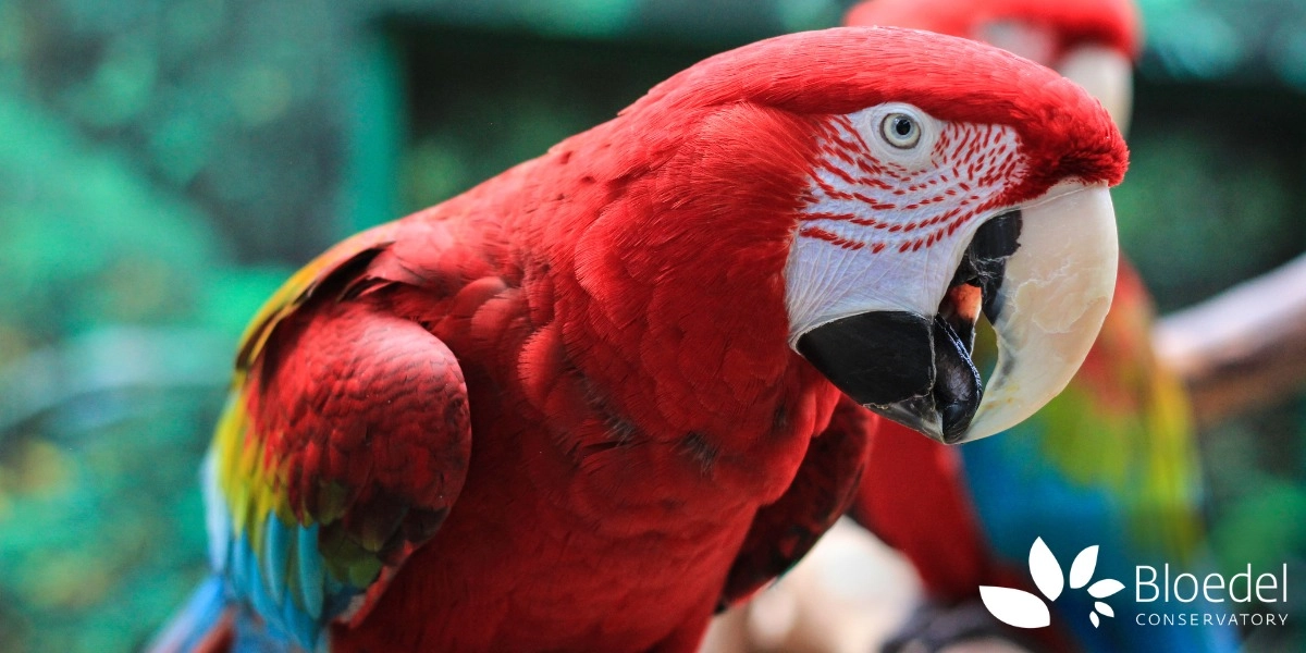 Event image for Bloedel Conservatory - September 2025