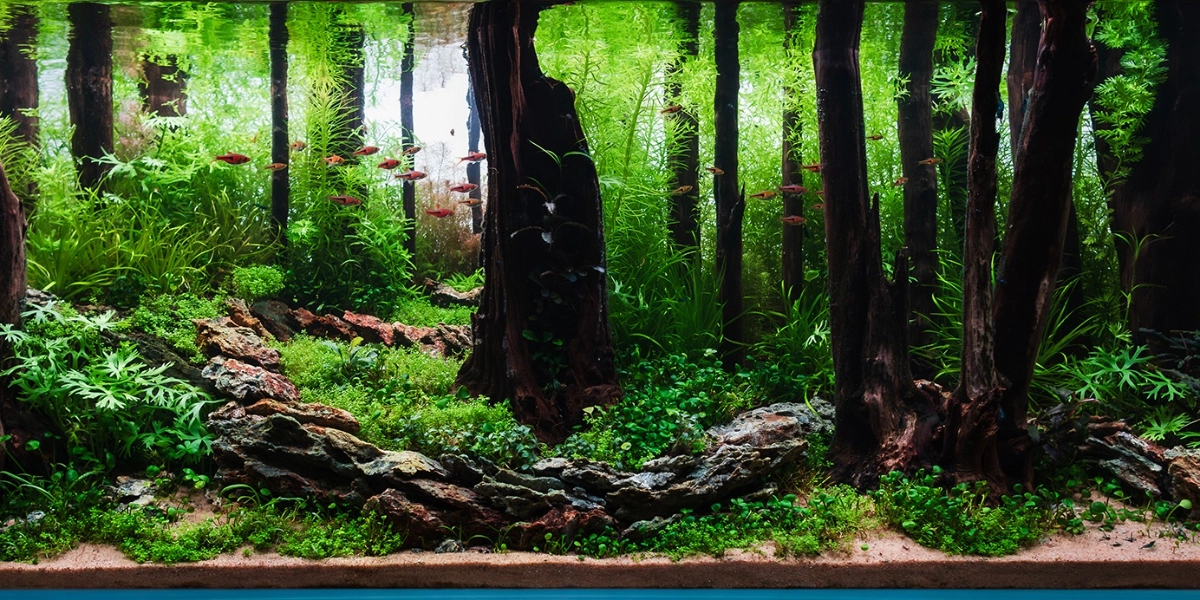 Event image for Aquascaping Lessons Learned: 100 Tanks Later