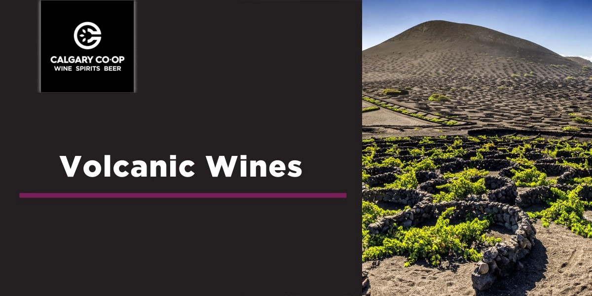 Event image for Volcanic Wines - Shawnessy
