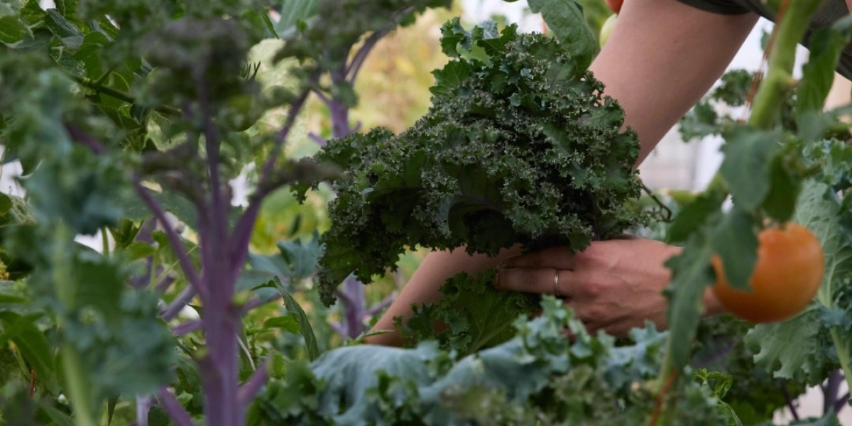 Event image for Urban Agriculture and Food Resilience in Calgary