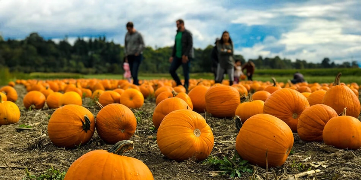 Event image for Cobbs Adventure Park Pumpkinpalooza