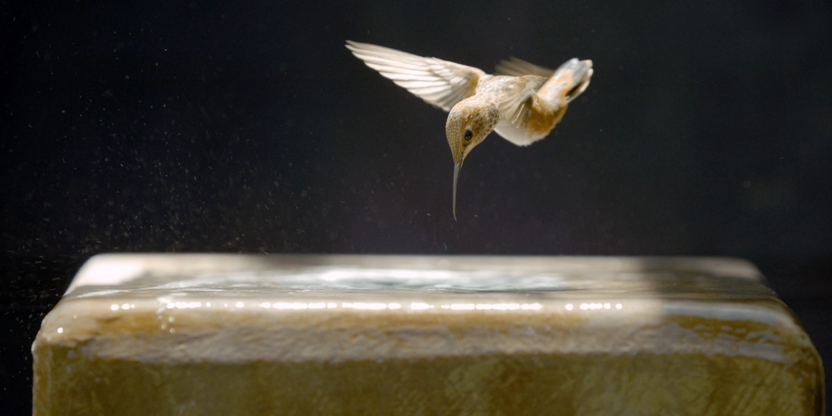 Event image for EVERY LITTLE THING