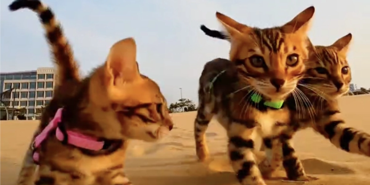 Event image for CATVIDEOFEST 2025