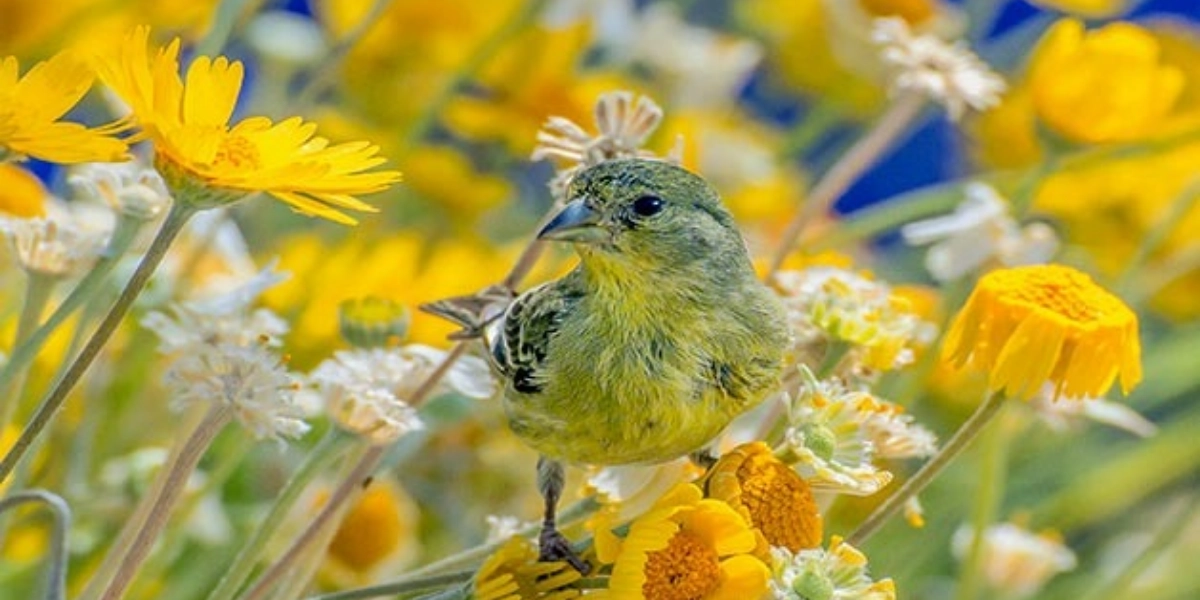 Event image for Spring B(r)eak: Crafts and Tours for Junior Birders