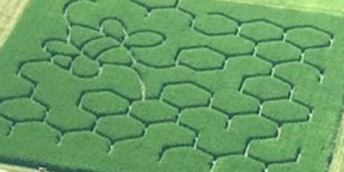 Event image for Corn Maze Tickets