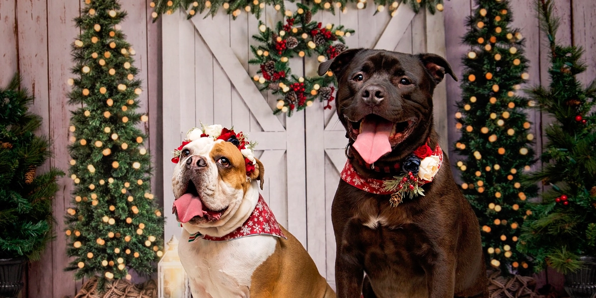 Event image for Doodle Dogs  - 2021 Christmas Photo Fundraiser - Dec 11