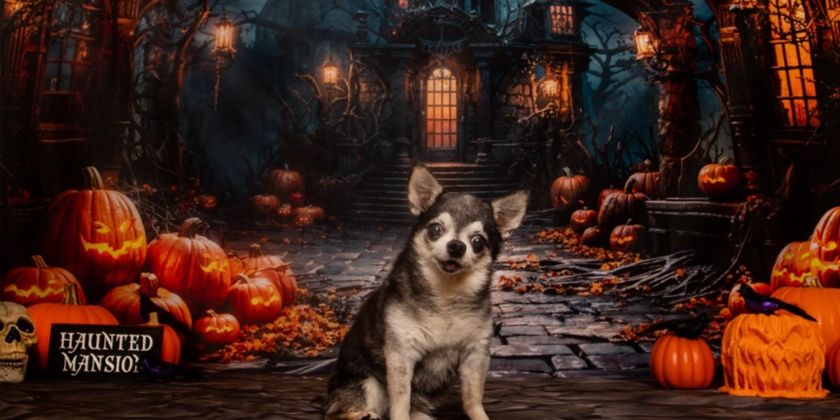 Event image for Doodle Dogs - 2024 Halloween Photo Contest Fundraiser with Furever Reflections
