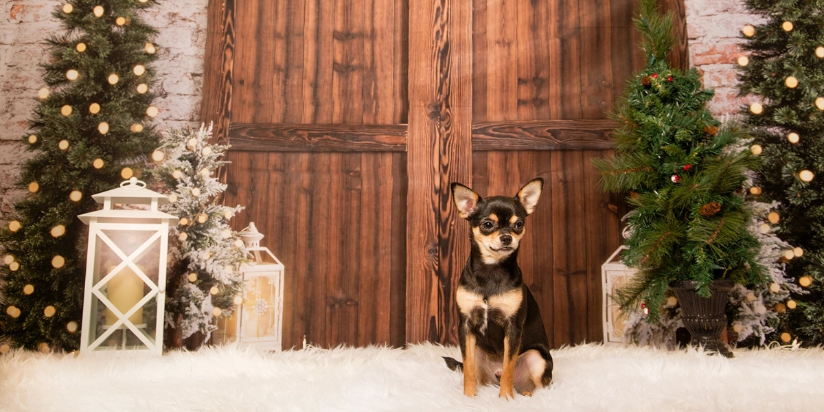 Event image for Doodle Dogs - 2022 Holiday Photos Fundraiser with Furever Reflections