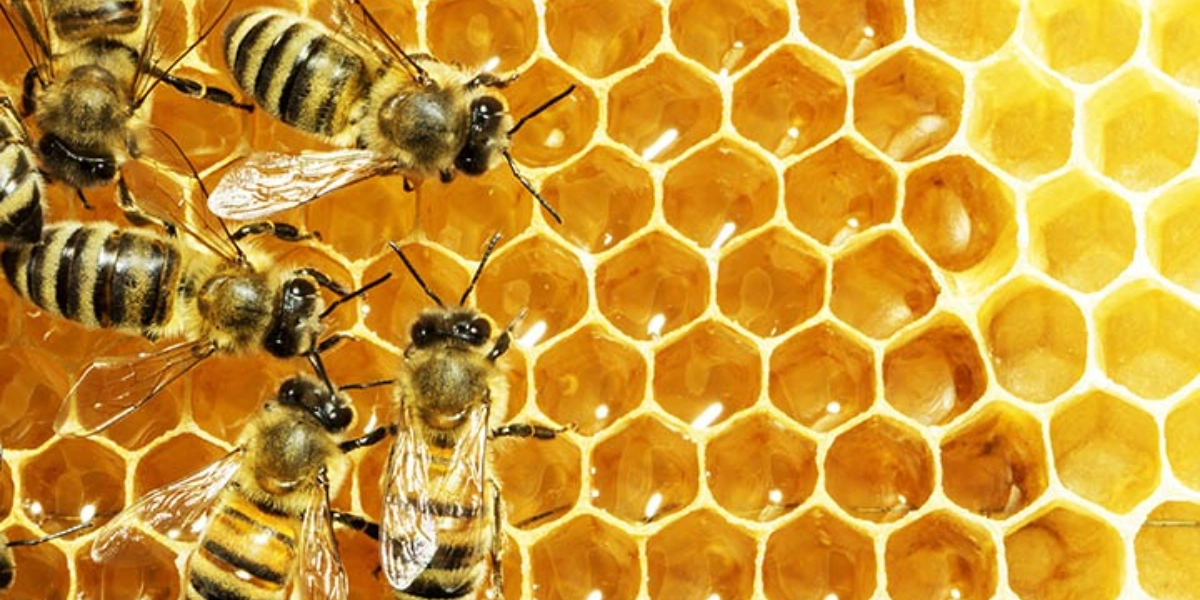 Event image for The Basics of Beekeeping with Kira Clouse