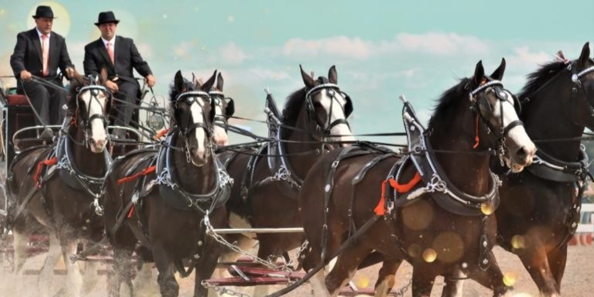 Event image for Essa National Draft Horse Show | VENDOR TICKETS