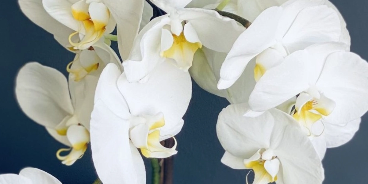 Event image for Orchid