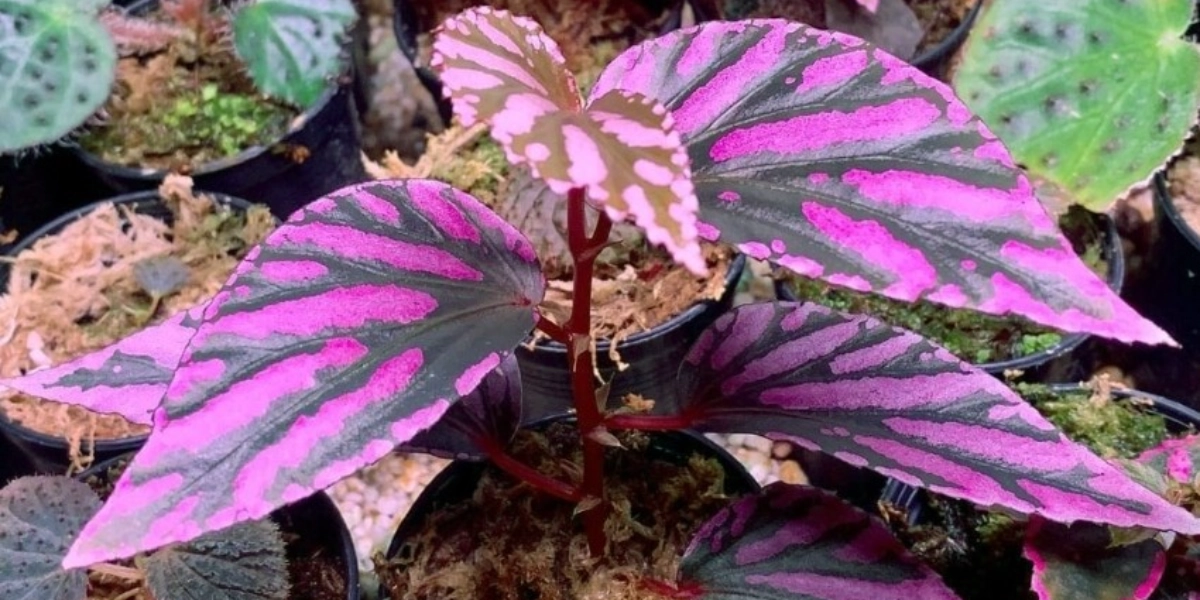 Image d'événement pour Begonia Planting & Closed Terrarium