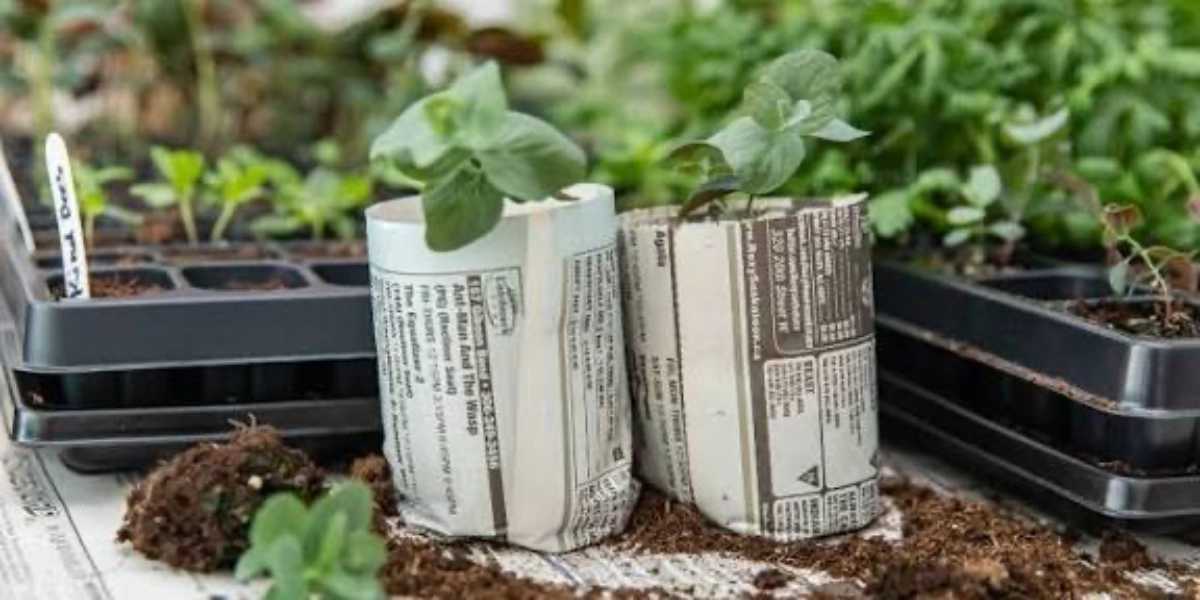 Event image for Seed Starting