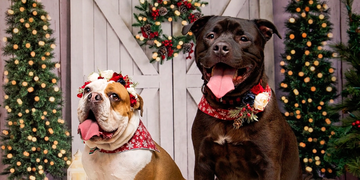 Event image for Rocky Mountain Dog: Holiday Portraits December 12