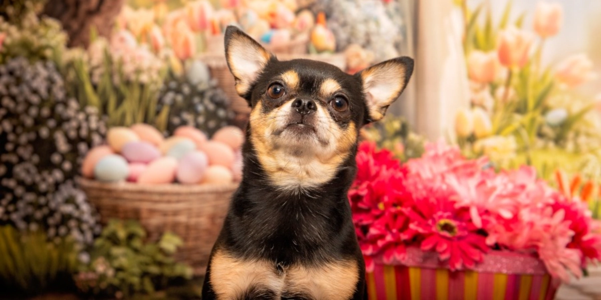 Event image for Central Bark Spring Portraits March 22