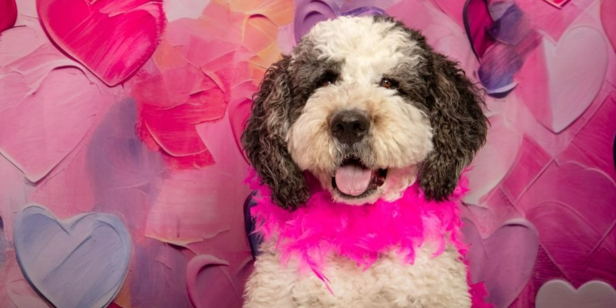 Event image for Pet Valu Shawnessy Valentine Portraits January 31