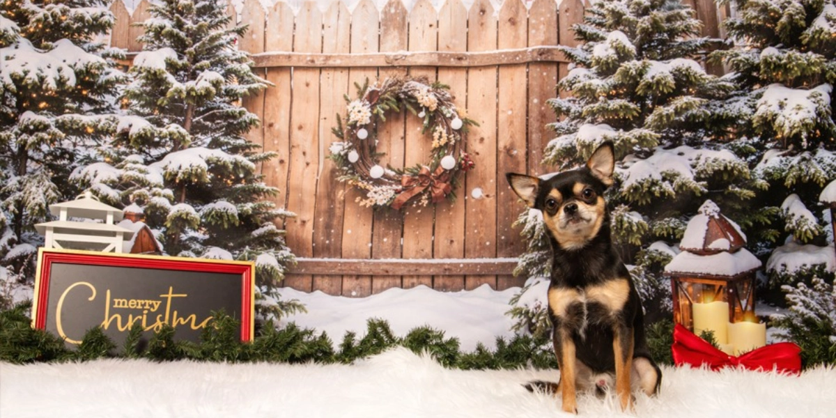 Event image for Pet Valu Shawnessy Holiday Portraits November 24