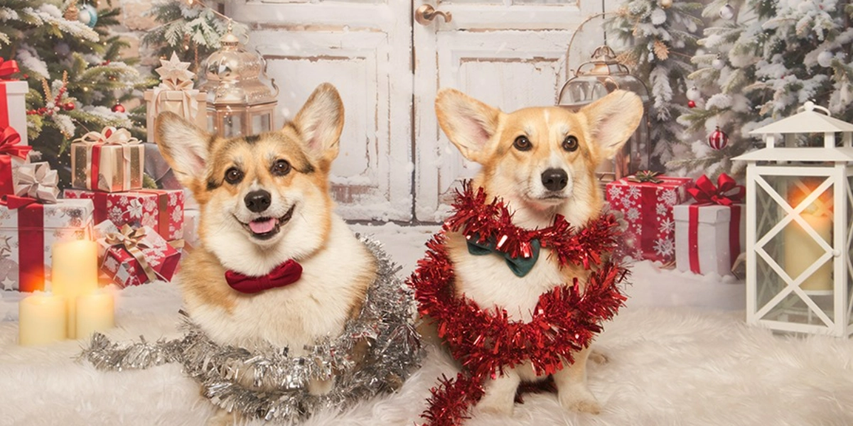 Event image for Pet Valu Shawnessy Holiday Portraits November 18