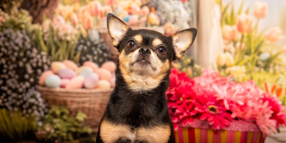Event image for Pet Valu Shawnessy Spring Portraits March 21