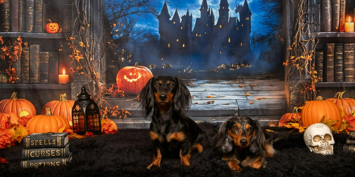 Event image for Pet Valu Shawnessy Halloween Portraits October 18