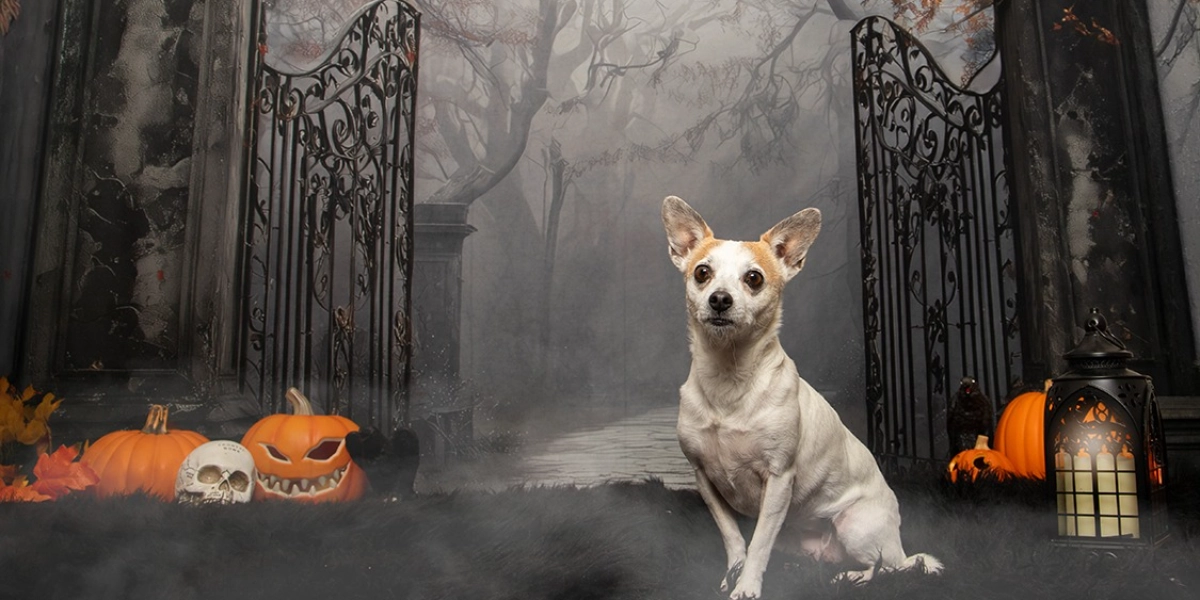 Event image for Central Bark Halloween Portraits October 10