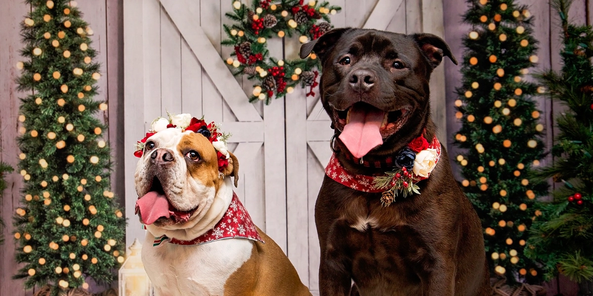 Event image for Rocky Mountain Dog: Holiday Portraits November 27