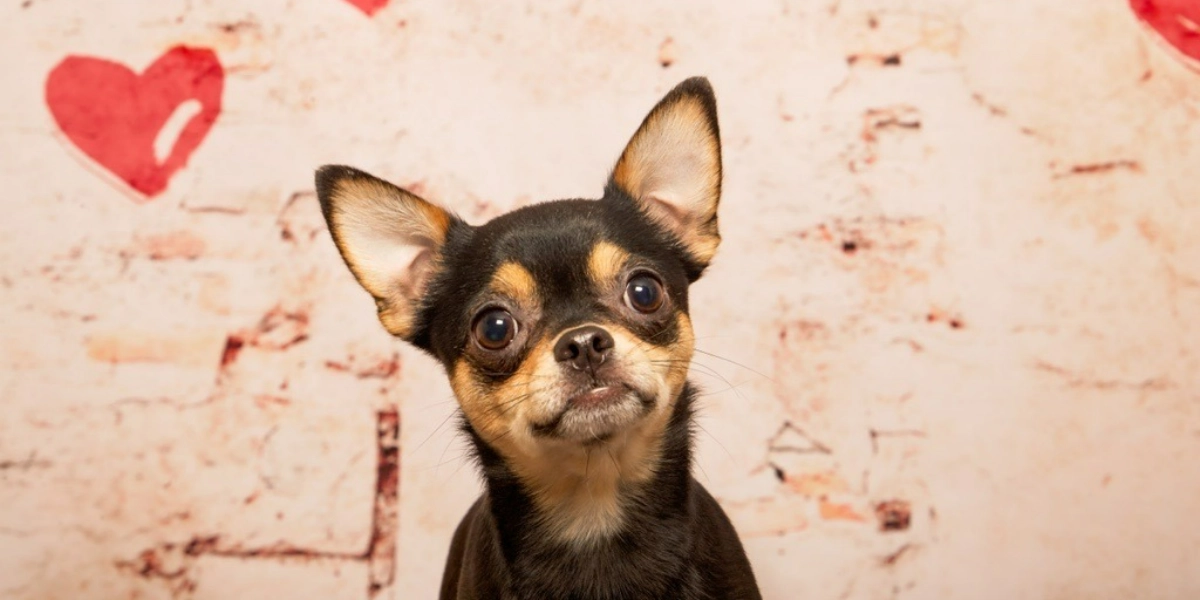 Event image for Pet Valu Shawnessy Valentine's Day Portraits February 4