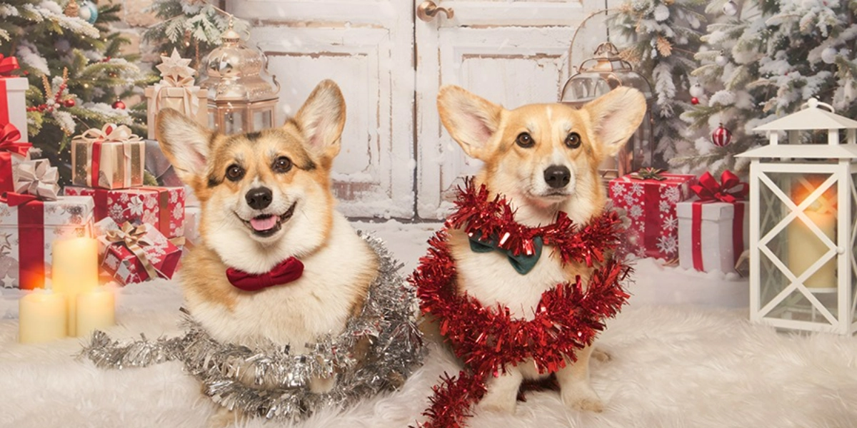 Event image for Central Bark Holiday Portraits November 26