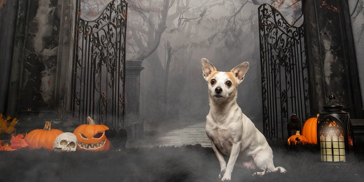 Event image for Pet Valu Shawnessy Halloween Portraits October 17