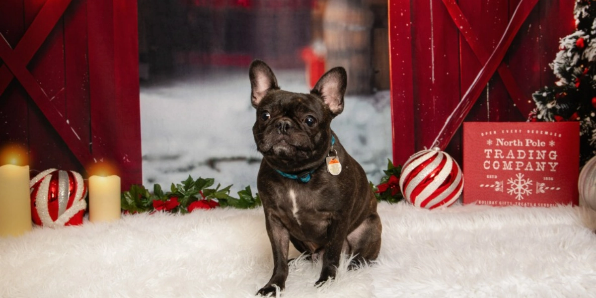 Event image for Central Bark Holiday Portraits November 23