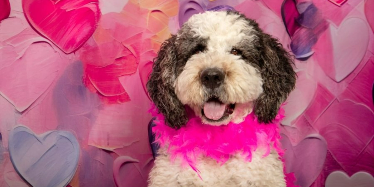 Event image for Central Bark Valentine Portraits February 1