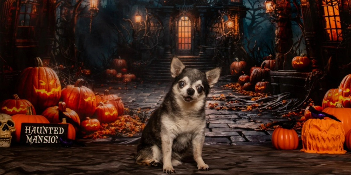 Event image for Pet Valu Shawnessy Halloween Portraits October 20