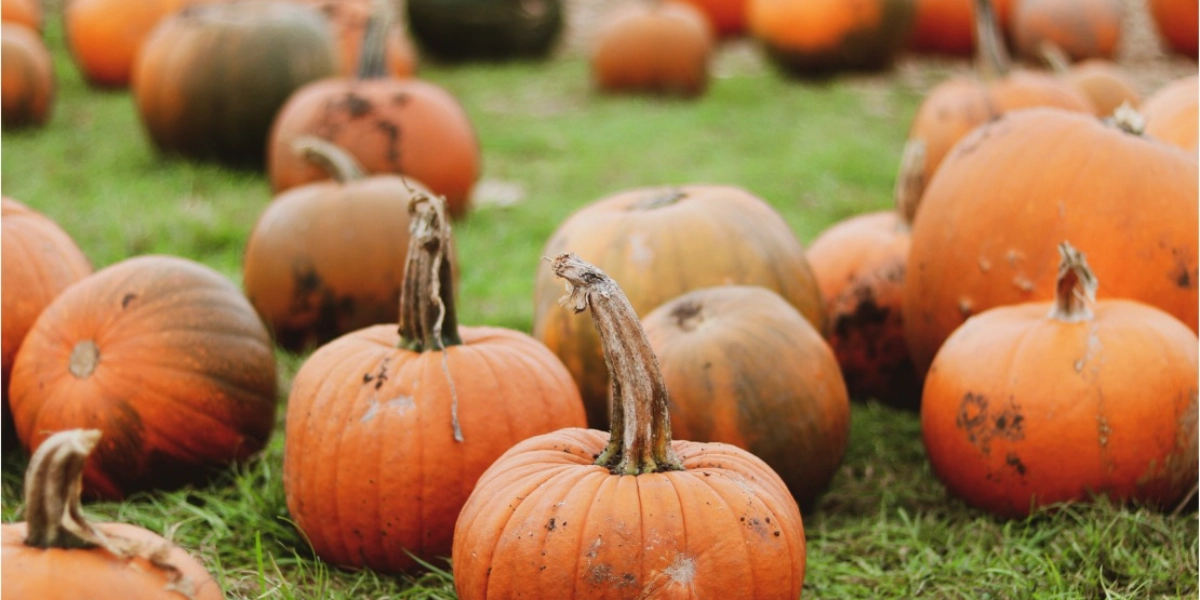 Event image for GRA X Saltwater Pumpkin Farm Event