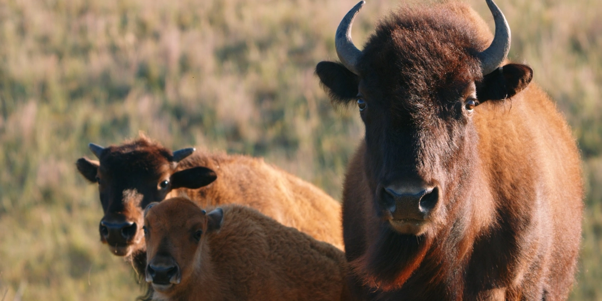 Event image for Singing Back the Buffalo