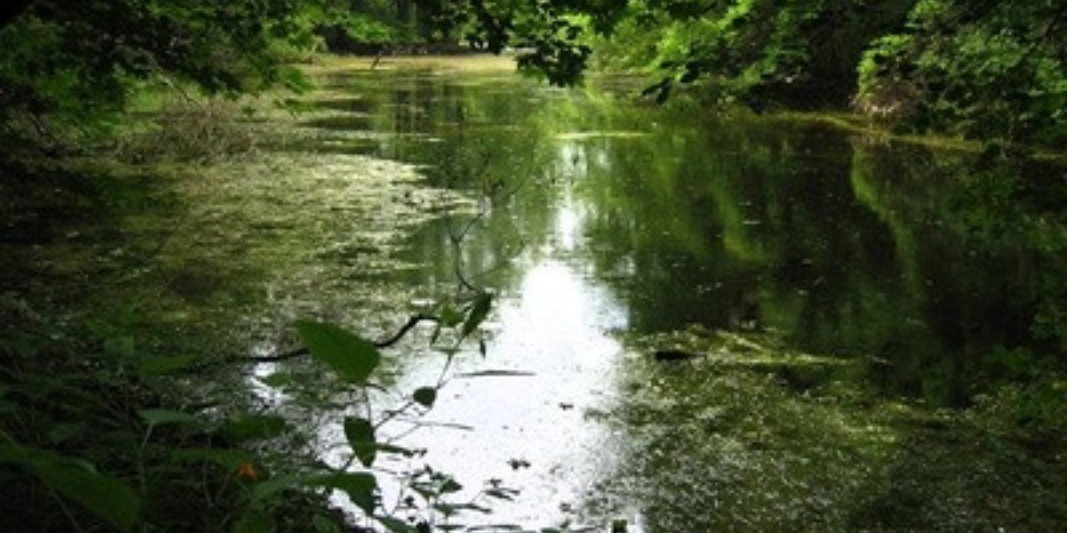 Event image for Watershed/Wetlands tour of the Arboretum