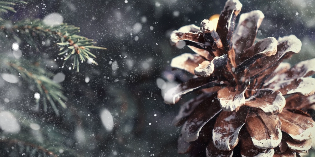 Event image for Christmas in Alberta