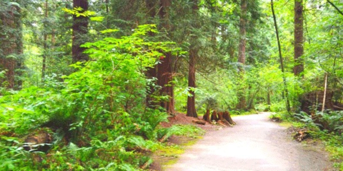 Event image for Tiyul Central Park Burnaby