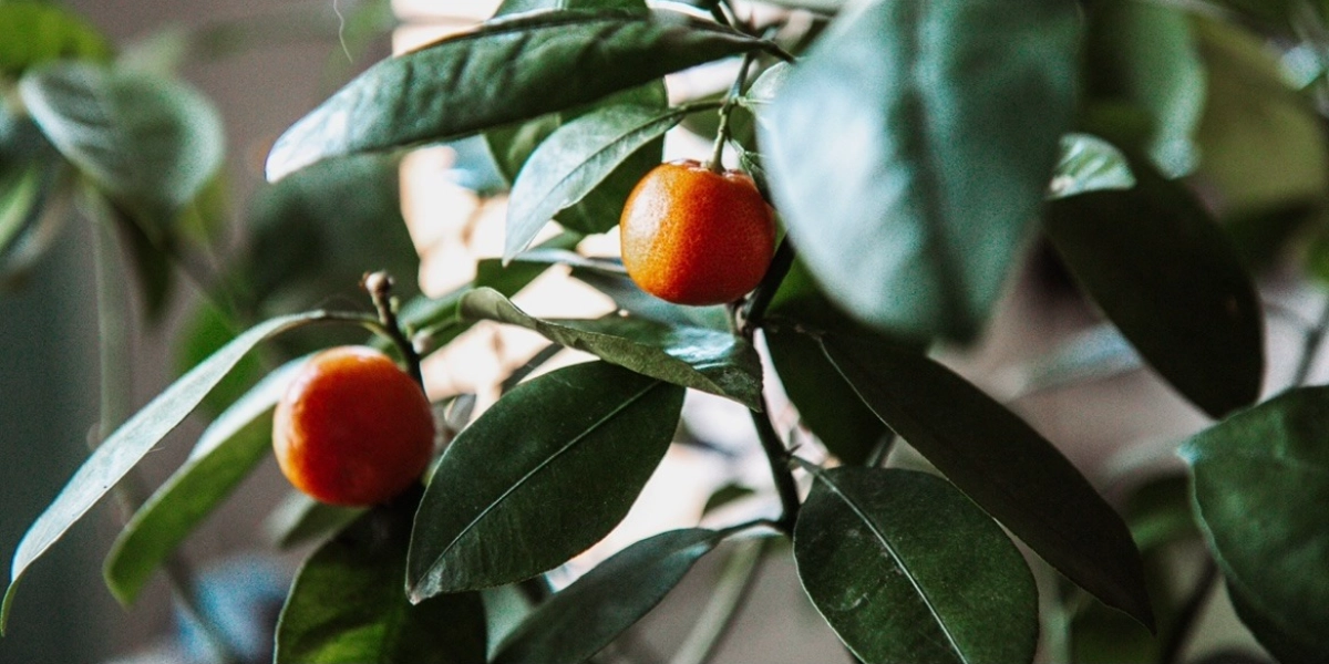 Event image for Kids Who Explore Plant Scavenger Hunt