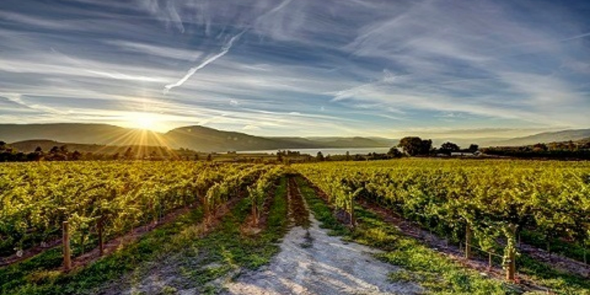 Event image for Seize the Chardonnay