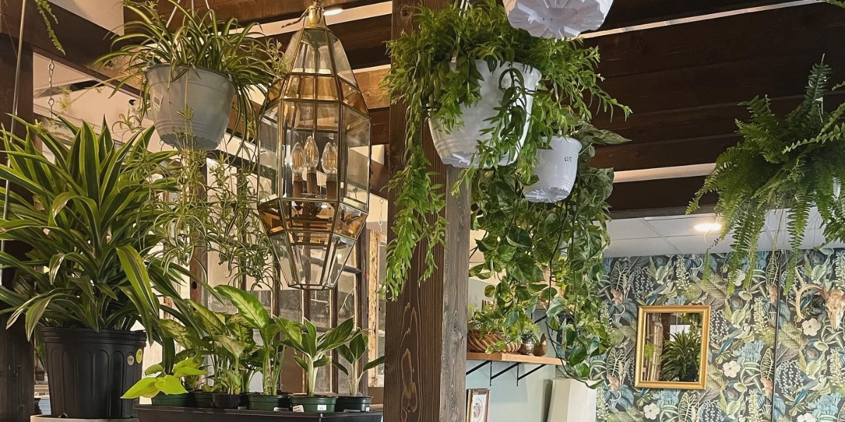 Event image for Prosecco & Plants: Terrarium Workshop
