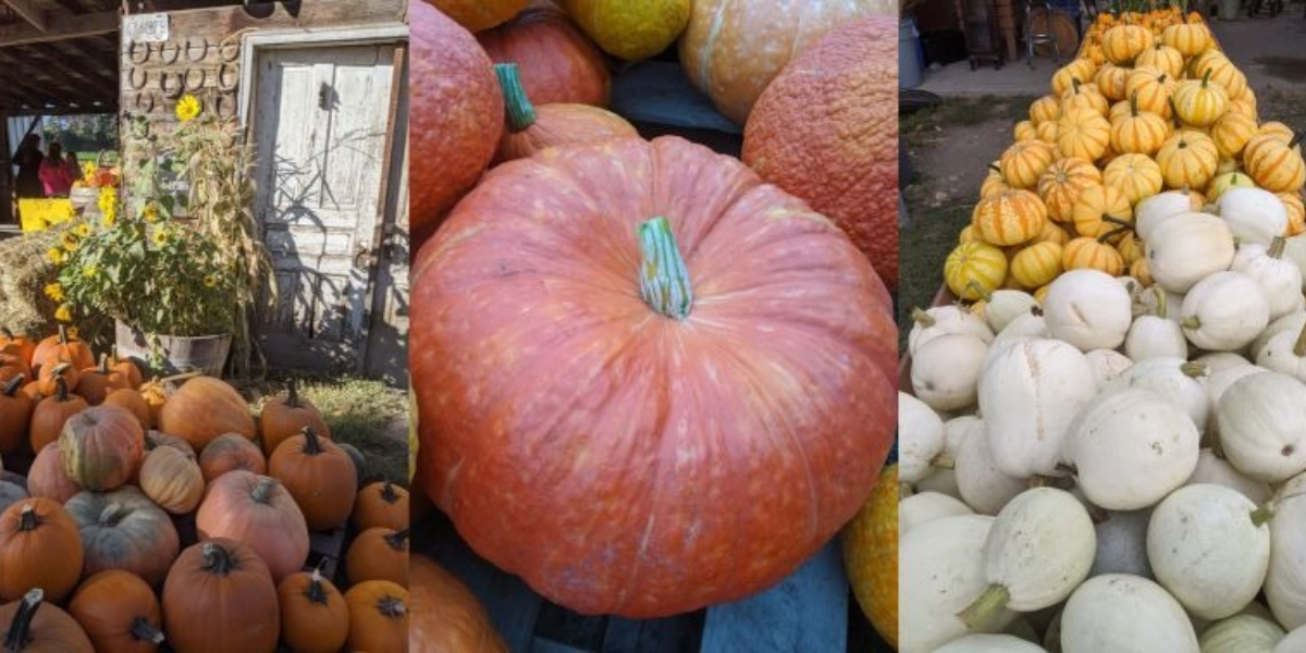 Event image for McMillan Farms 2022