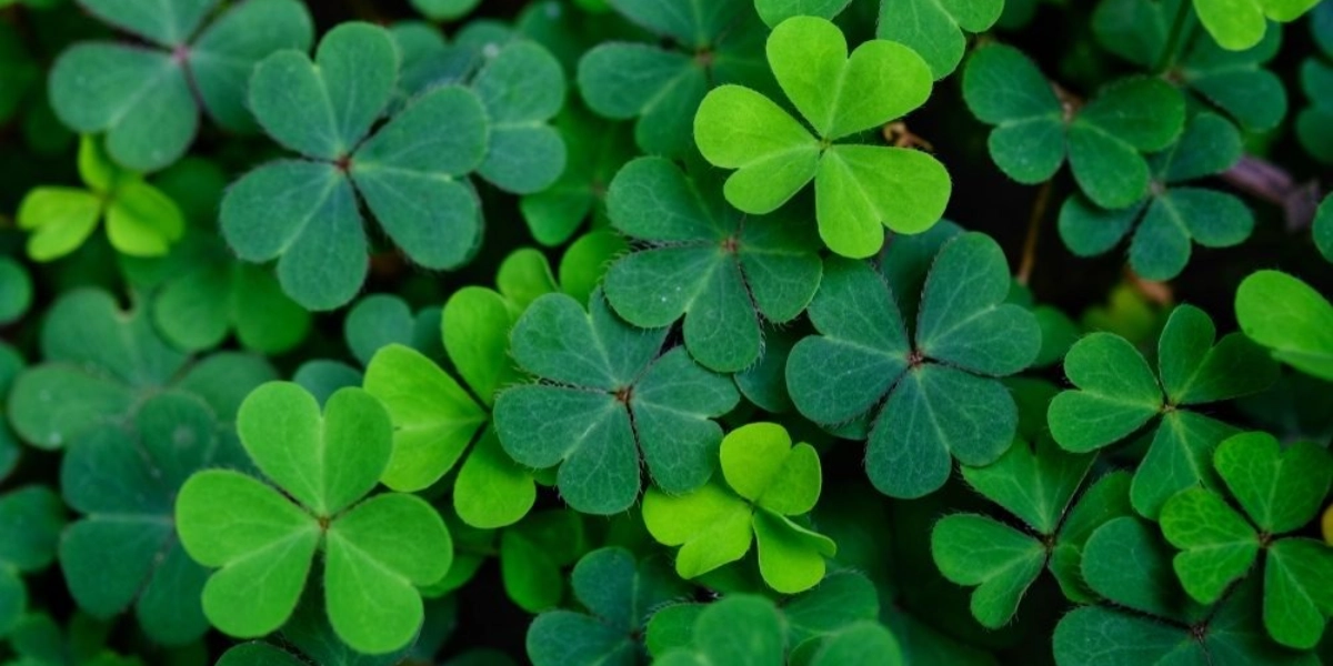 Event image for St. Patrick's Day Season Launch & Get Lucky Fringe Lottery