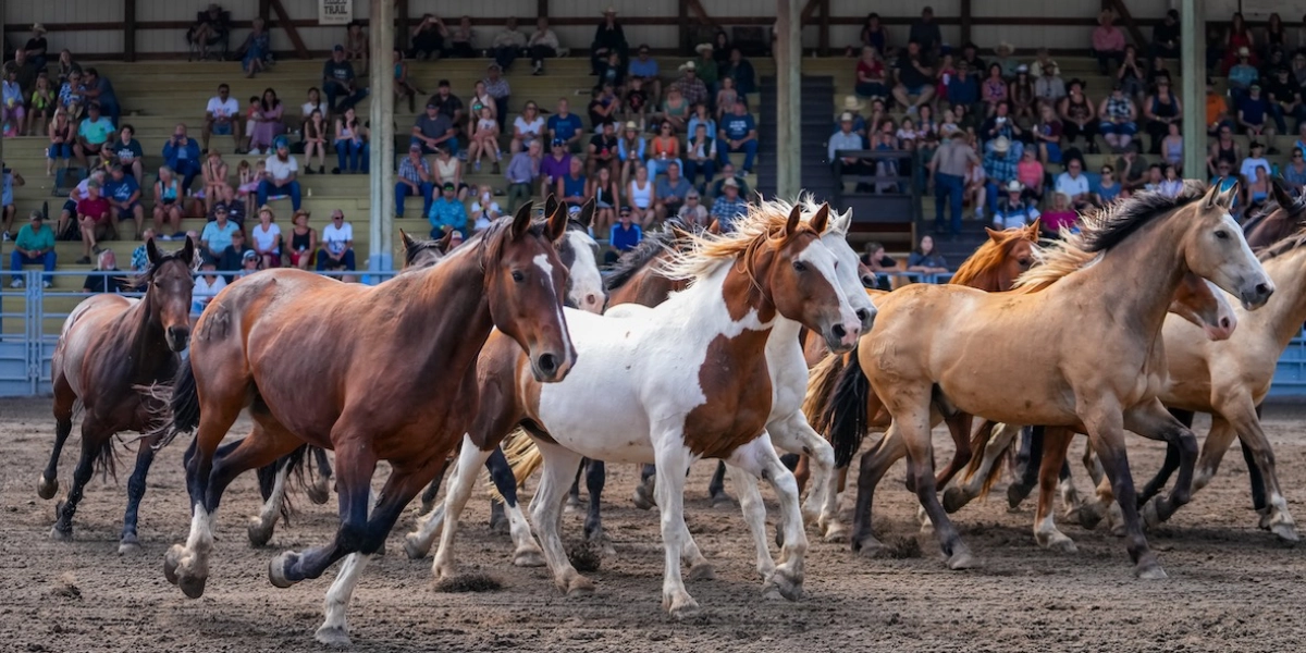 Event image for Nicola Valley Pro Rodeo Weekend