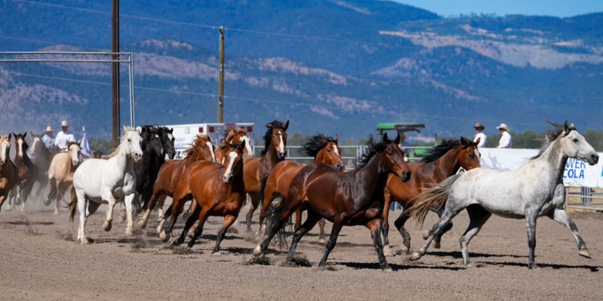 Event image for Nicola Valley Pro Rodeo Weekend 2026